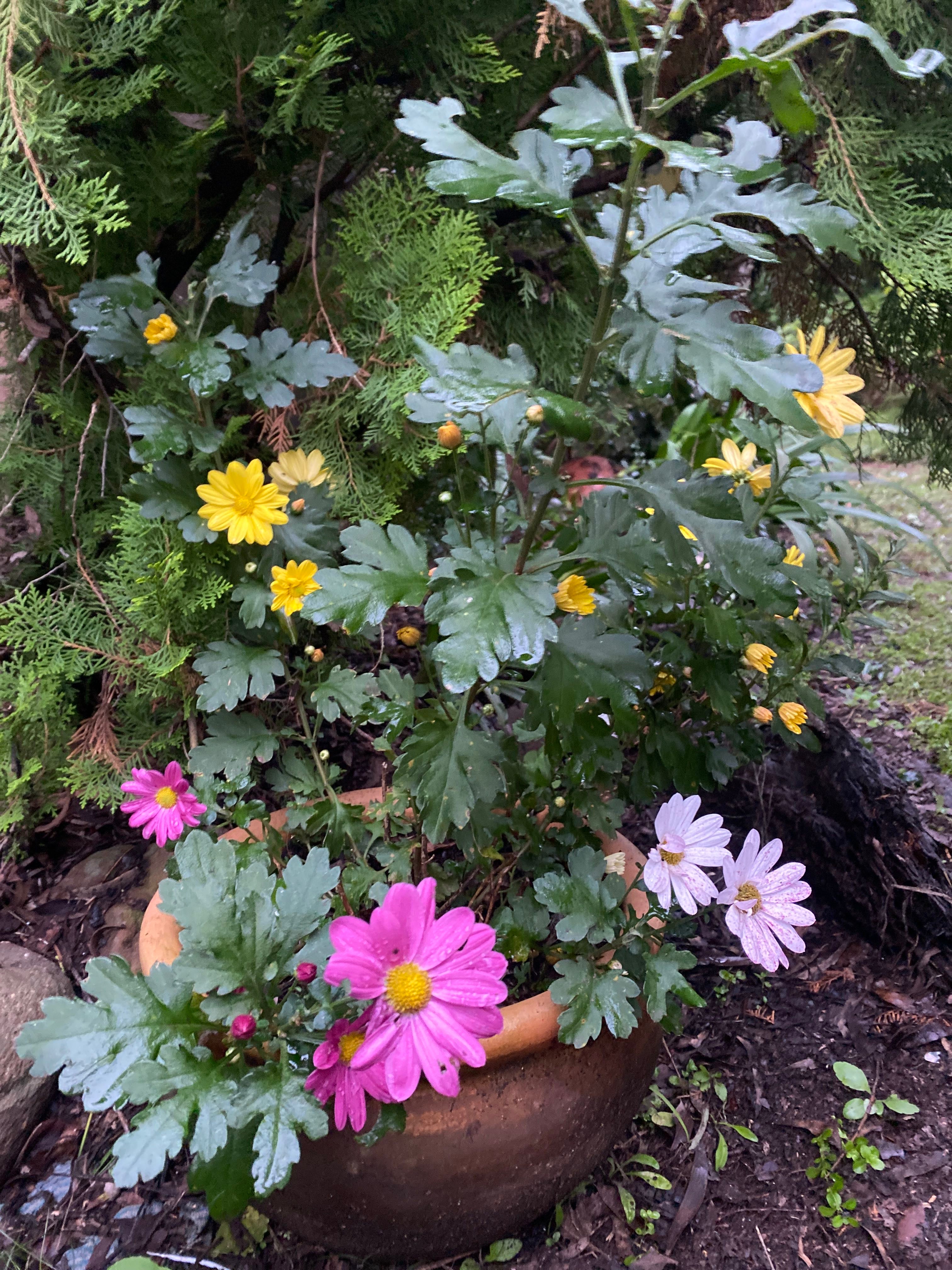 How to Care for Paris Daisy 'Molimba Helio Double Pink' Mastering