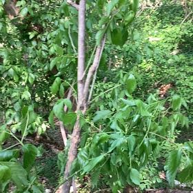 Photo of the plant species Glossy Privet by @ZestMango11 named ChloroPhil on Greg, the plant care app