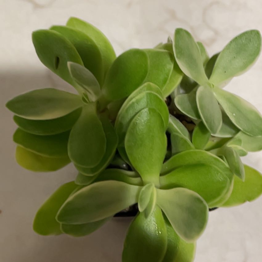 Photo of the plant species Crassula 'Money Maker' by @UnlimitedMint77 named Nami on Greg, the plant care app