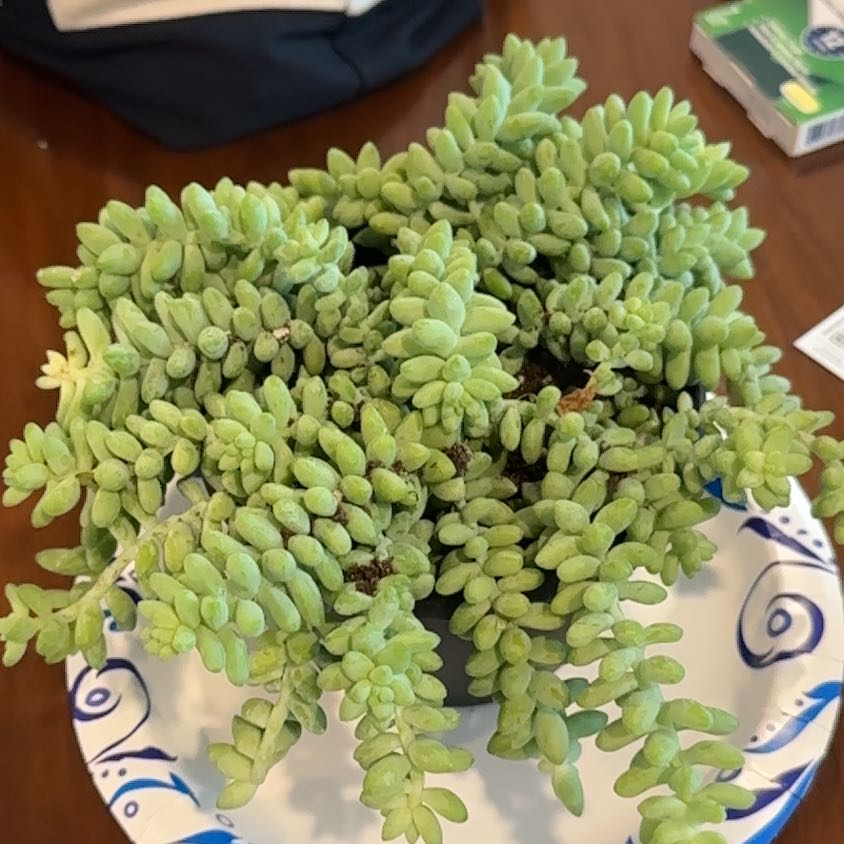 Photo of the plant species Donkey Tail by @LordlyCorncob55 named Austen on Greg, the plant care app