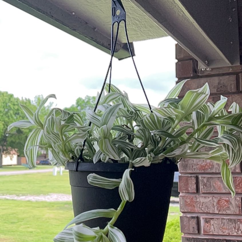 Photo of the plant species tradescantia by @PatientBeans77 named Achilles on Greg, the plant care app