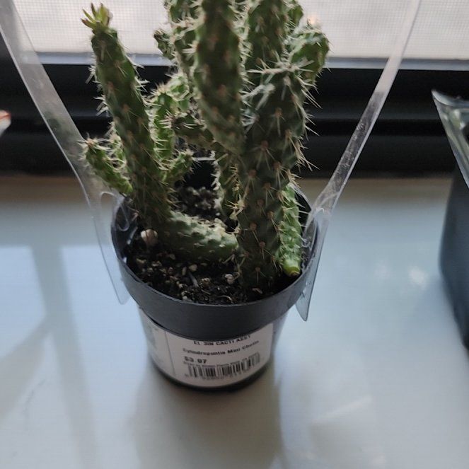 Photo of the plant species Mini Cholla by @RightlyMint58 named Robert Plant on Greg, the plant care app