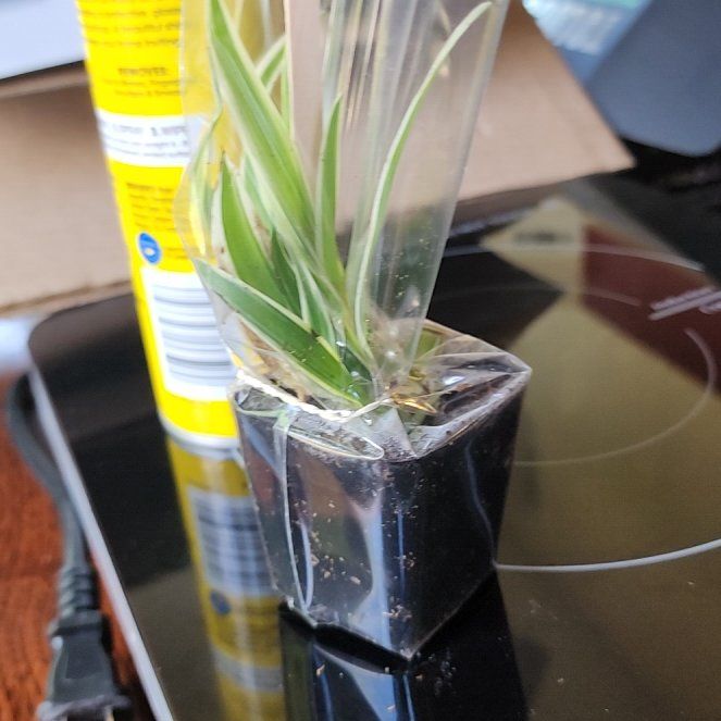 Photo of the plant species Tillandsia schiedeana by @RightlyMint58 named Shakira on Greg, the plant care app