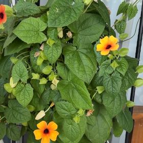Photo of the plant species Blackeyed Susan Vine by @GemBrazilwood76 named Zeus on Greg, the plant care app