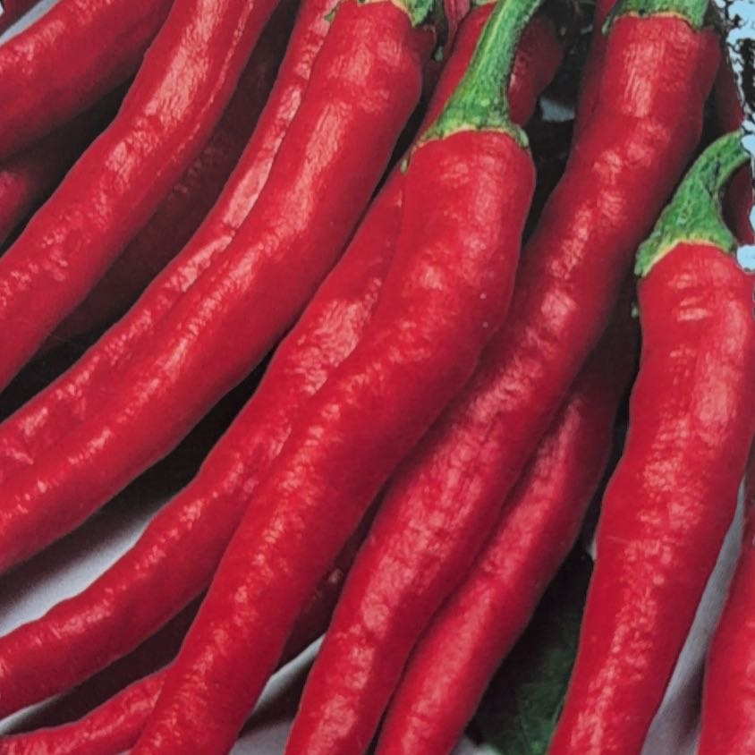 Photo of the plant species Cayenne Pepper by @mels.market.ky named Elle on Greg, the plant care app