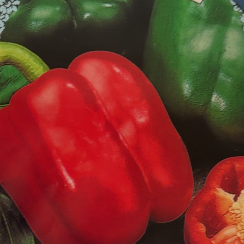Photo of the plant species California Wonder Bell Pepper by @mels.market.ky named Delilah on Greg, the plant care app