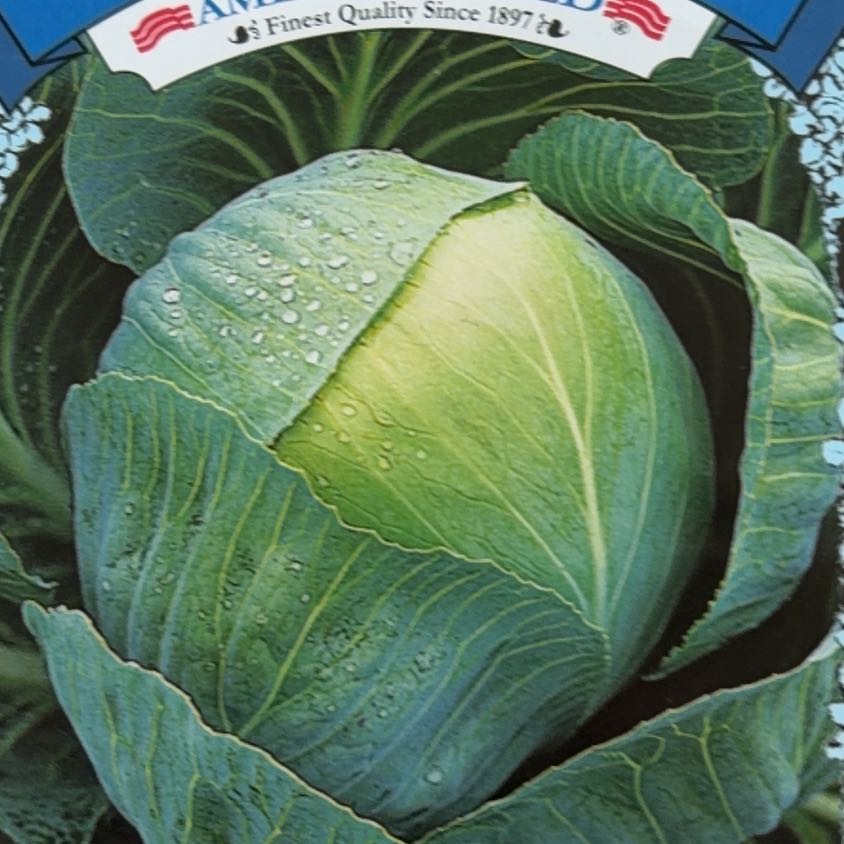 Photo of the plant species Golden Acre Cabbage by @mels.market.ky named LiloStitch on Greg, the plant care app