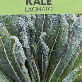 Photo of the plant species Lacinato Kale by @mels.market.ky named Bodhi on Greg, the plant care app
