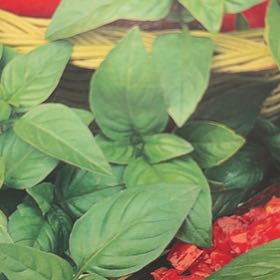 Photo of the plant species Genovese Basil by @mels.market.ky named Bella on Greg, the plant care app