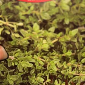 Photo of the plant species Thyme by @mels.market.ky named Leaf Erickson on Greg, the plant care app
