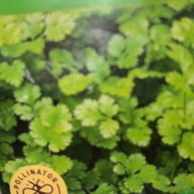 Photo of the plant species Slow Bolt Cilantro by @mels.market.ky named Sahara on Greg, the plant care app