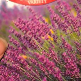 Photo of the plant species True Lavender by @mels.market.ky named Sproutacus on Greg, the plant care app