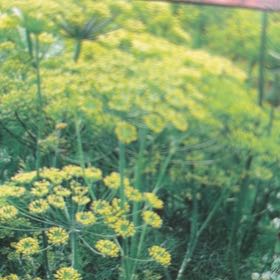 Photo of the plant species Bouquet Dill by @mels.market.ky named Sir Plancelot on Greg, the plant care app