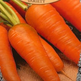 Photo of the plant species Chantenay Red Cored Carrot by @mels.market.ky named Hemingway on Greg, the plant care app