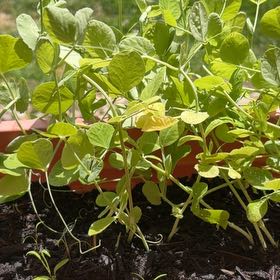 Photo of the plant species Sugar Snap Peas by @mels.market.ky named Keanu Leaves on Greg, the plant care app