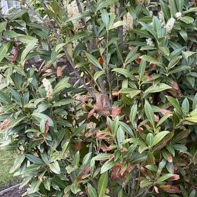 Photo of the plant species Cherry Laurel by @QuickGollum48 named Robert Plant on Greg, the plant care app