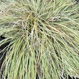 Photo of the plant species Texas Sacahuista by @QuickGollum48 named Xena on Greg, the plant care app
