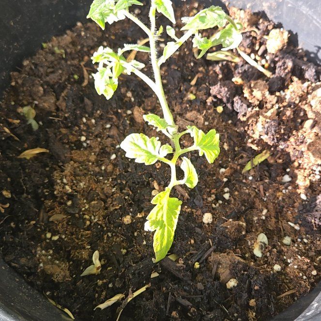 Photo of the plant species Roma Tomato by @GentleFlamelily named Michelle Branch on Greg, the plant care app