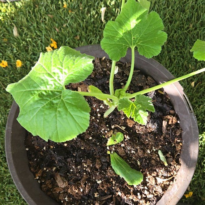 Photo of the plant species Black Beauty Zucchini by @GentleFlamelily named Lebron on Greg, the plant care app