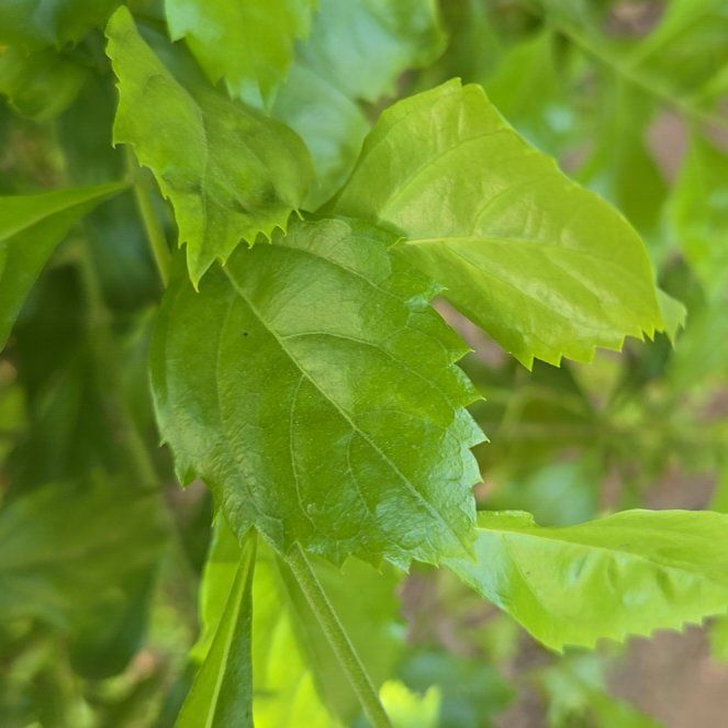 Photo of the plant species Golden Dewdrop by @GentleFlamelily named Dolores on Greg, the plant care app