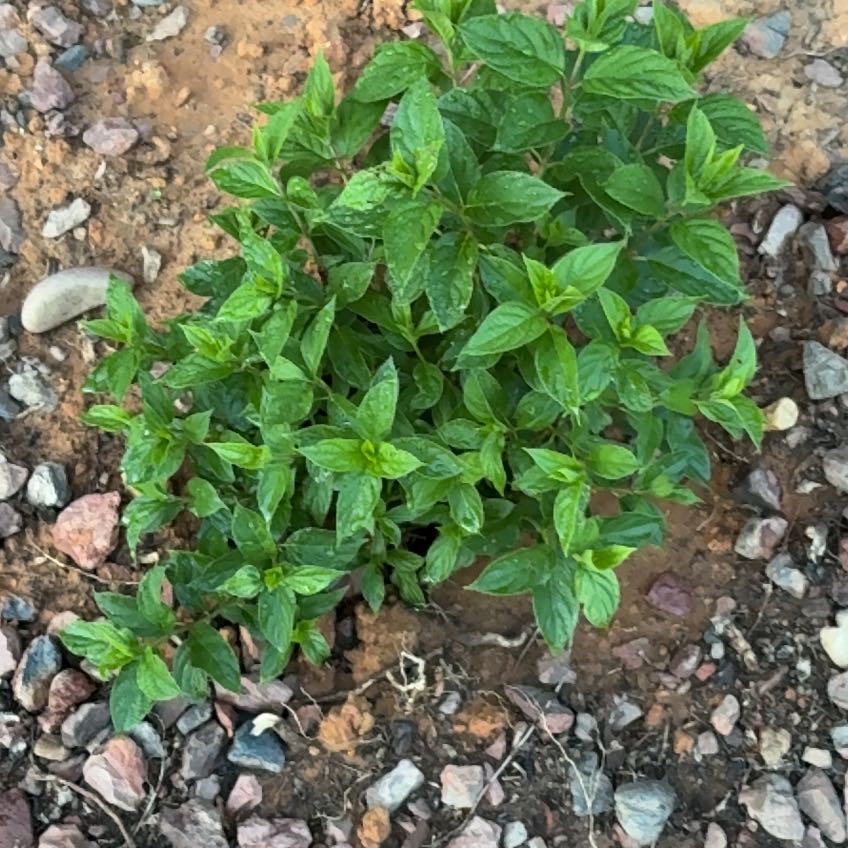 Photo of the plant species Limelight Hydrangea by @VipPansy90 named Nemo on Greg, the plant care app