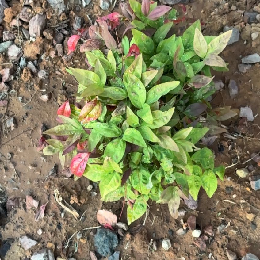 Photo of the plant species Sacred Bamboo by @VipPansy90 named Treeyoncé on Greg, the plant care app