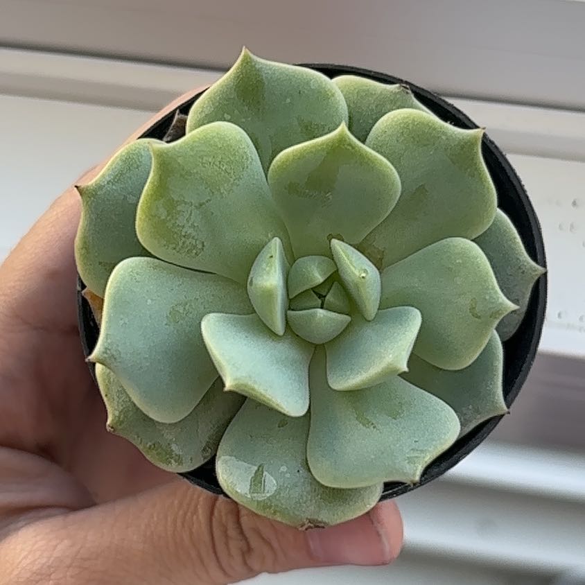 Photo of the plant species Echeveria 'Seraphina' by @SteamyPignut6 named Gaga on Greg, the plant care app