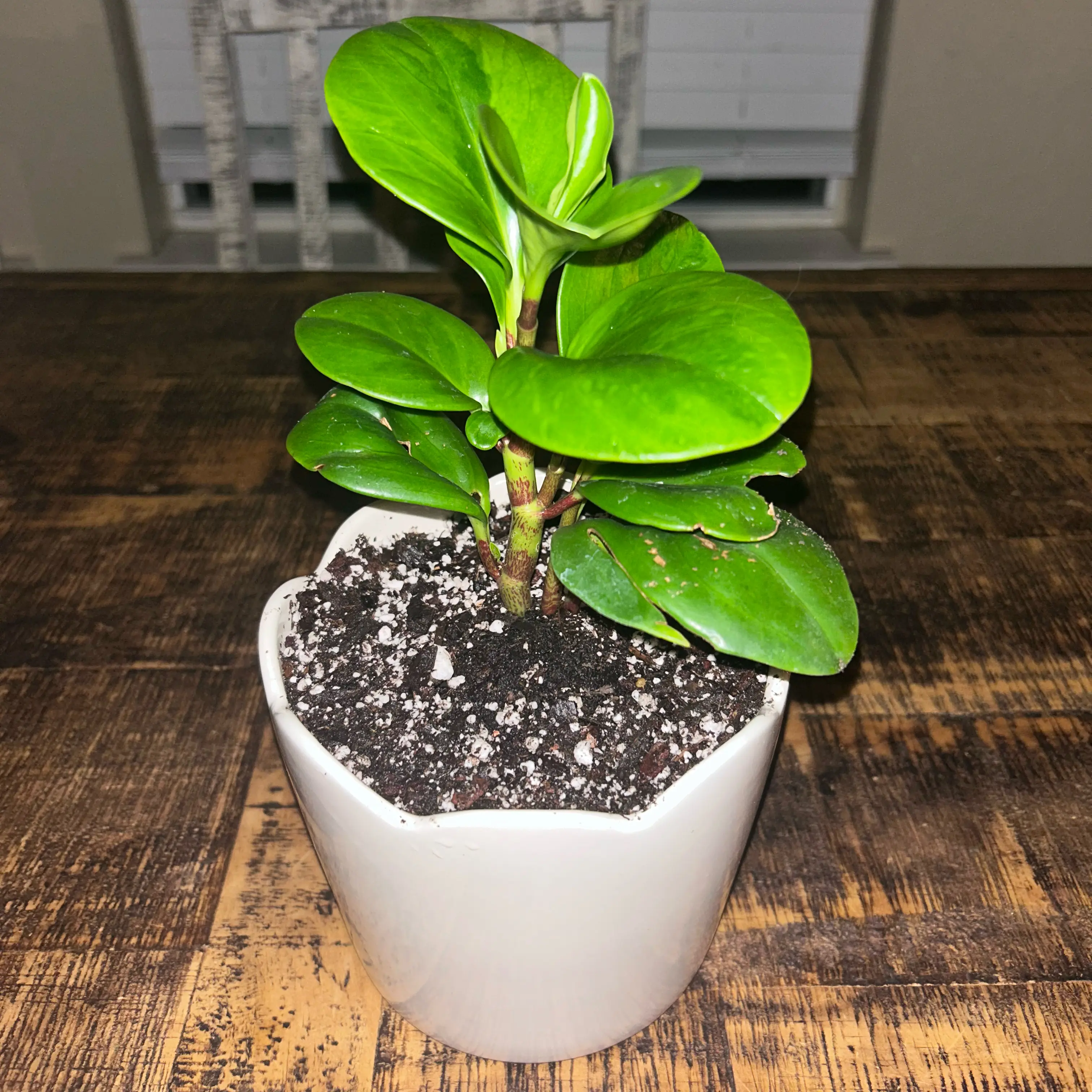 Photo of the plant species Lemon Lime Peperomia by @AceSedum56 named Margo on Greg, the plant care app