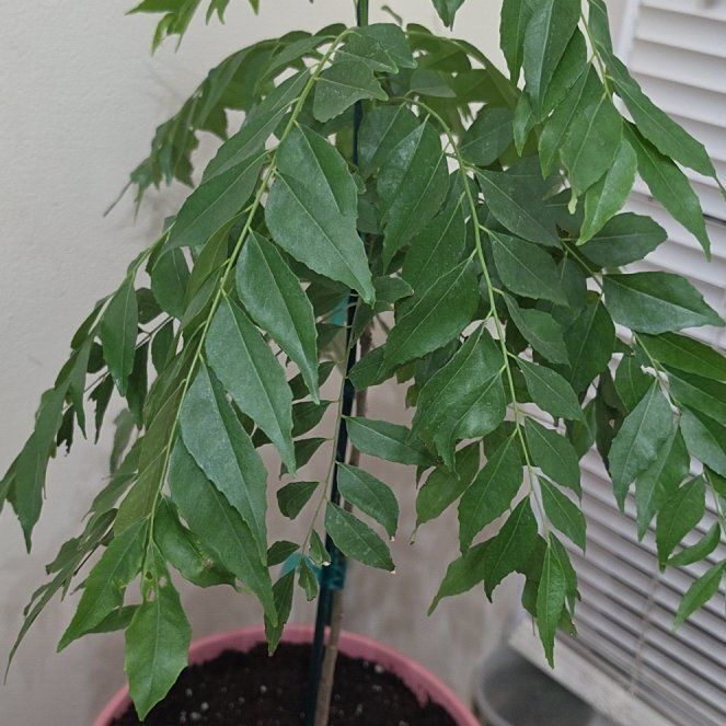 Photo of the plant species Curry Tree by @BuffCorn10 named Lavender on Greg, the plant care app