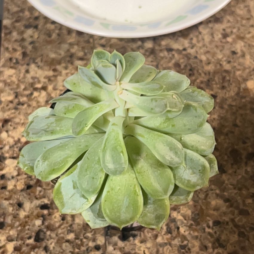 Photo of the plant species Echeveria 'Arctic Ice' by @BabyChickpea7 named Cleopatra on Greg, the plant care app