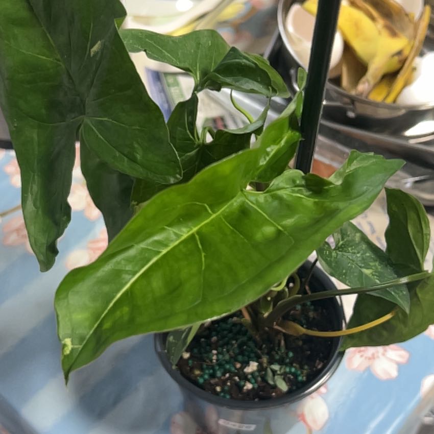 Photo of the plant species Syngonium Panda by @BabyChickpea7 named Coco on Greg, the plant care app