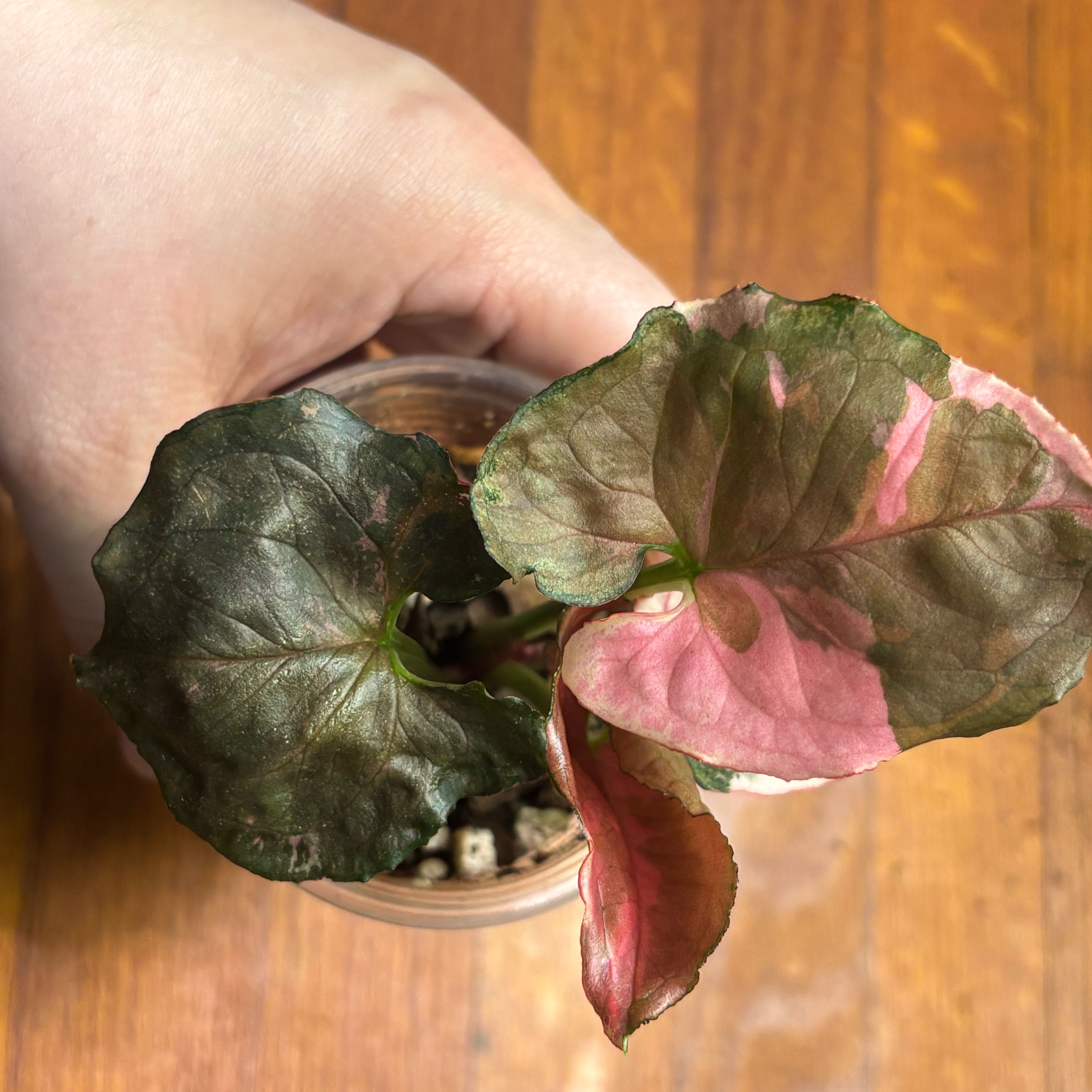 Photo of the plant species Strawberry Ice Arrowhead Plant by @Swimshadee named Michelle Branch on Greg, the plant care app