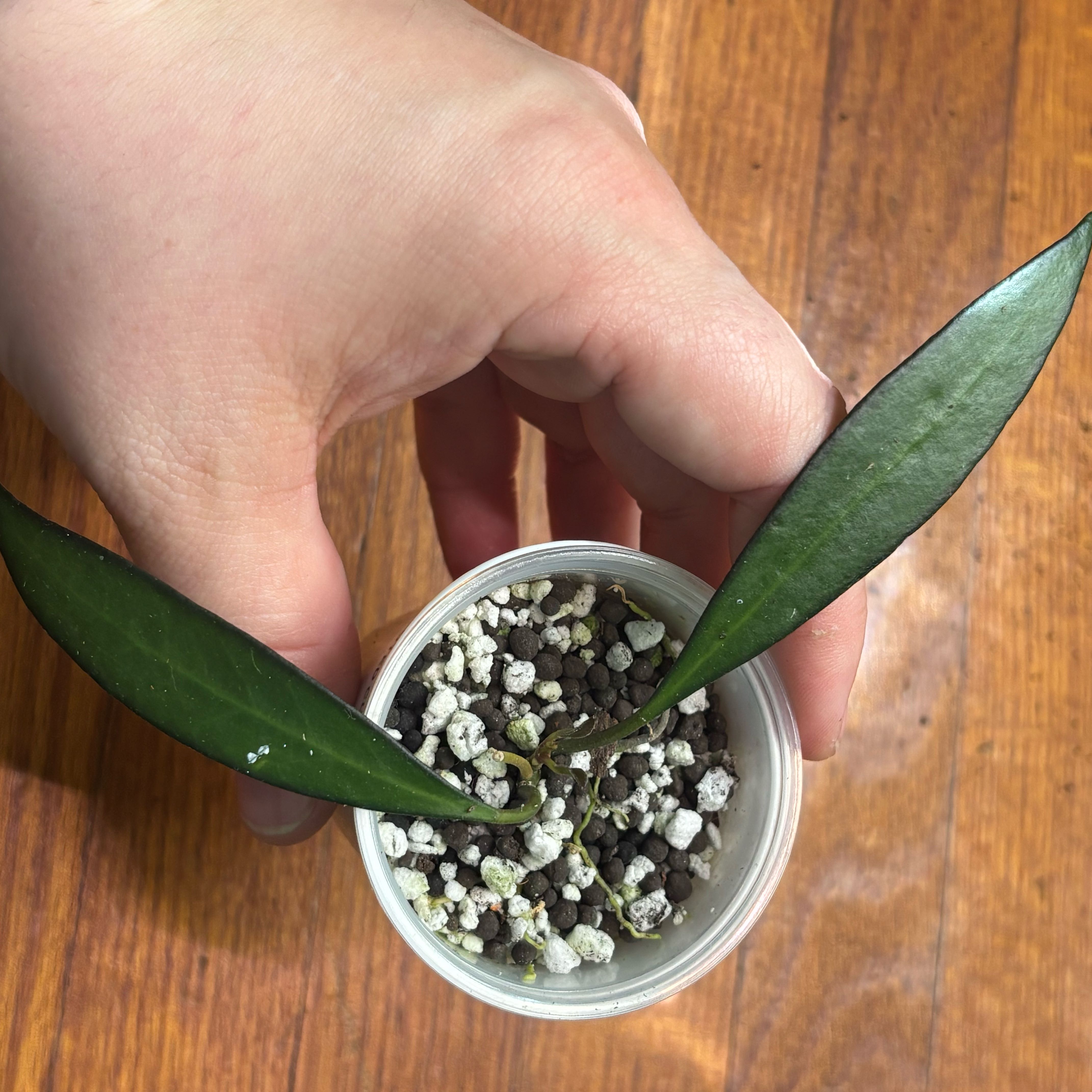 Photo of the plant species Hoya rosita 'Adrift' by @Swimshadee named Leaf Erickson on Greg, the plant care app