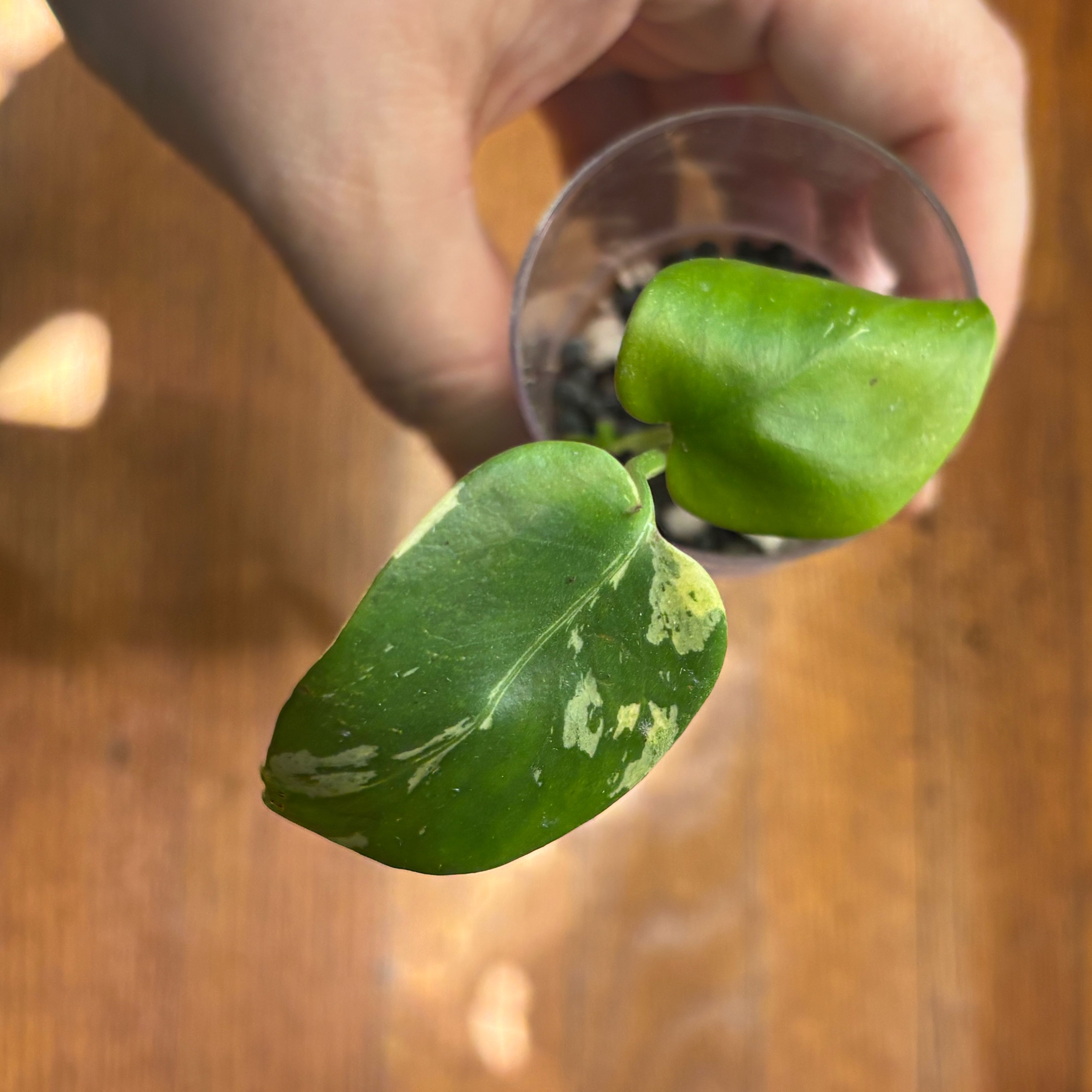 Photo of the plant species Monstera 'Bulbasaur' by @Swimshadee named Sahara on Greg, the plant care app