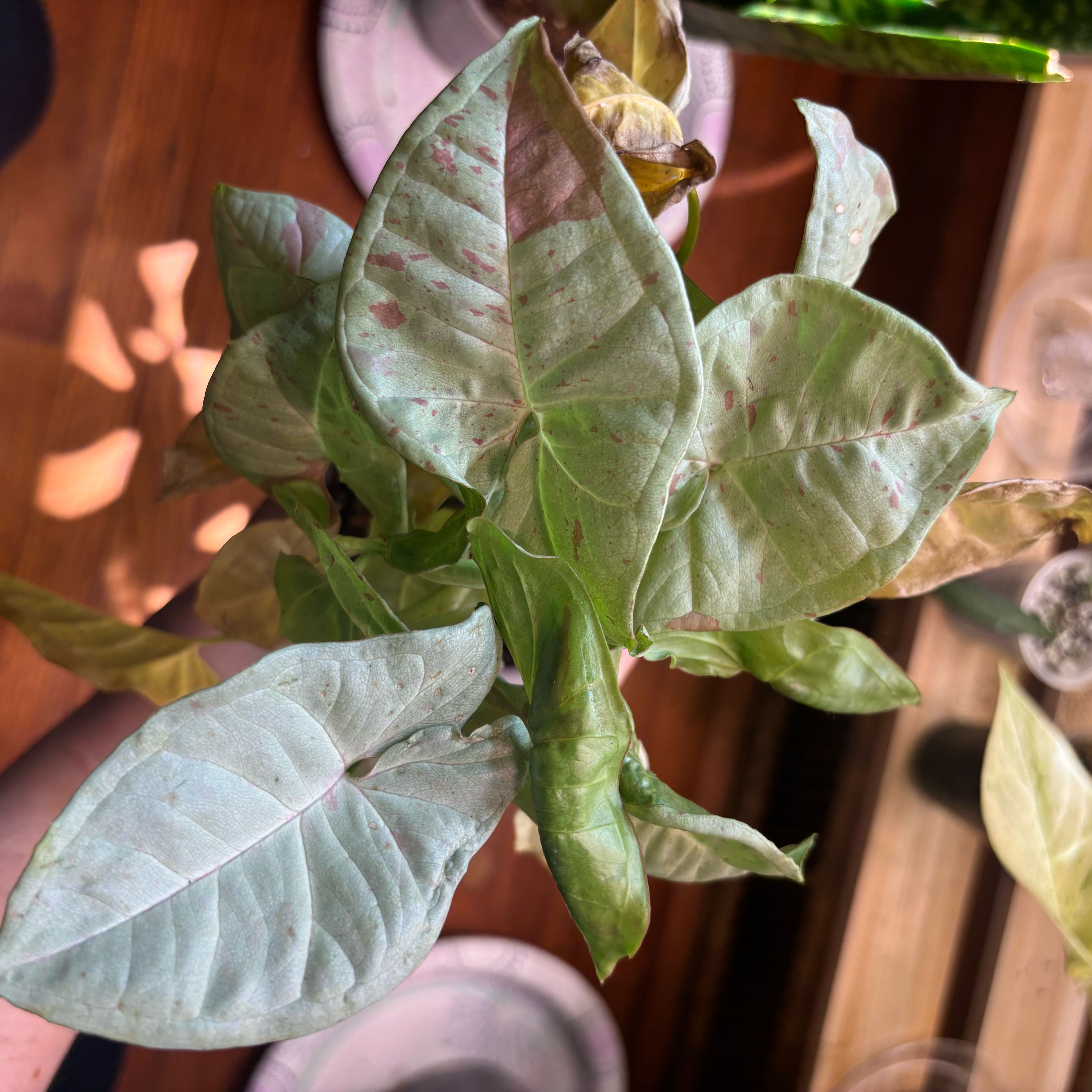 Photo of the plant species Syngonium 'Milk Confetti' by @Swimshadee named Pax on Greg, the plant care app