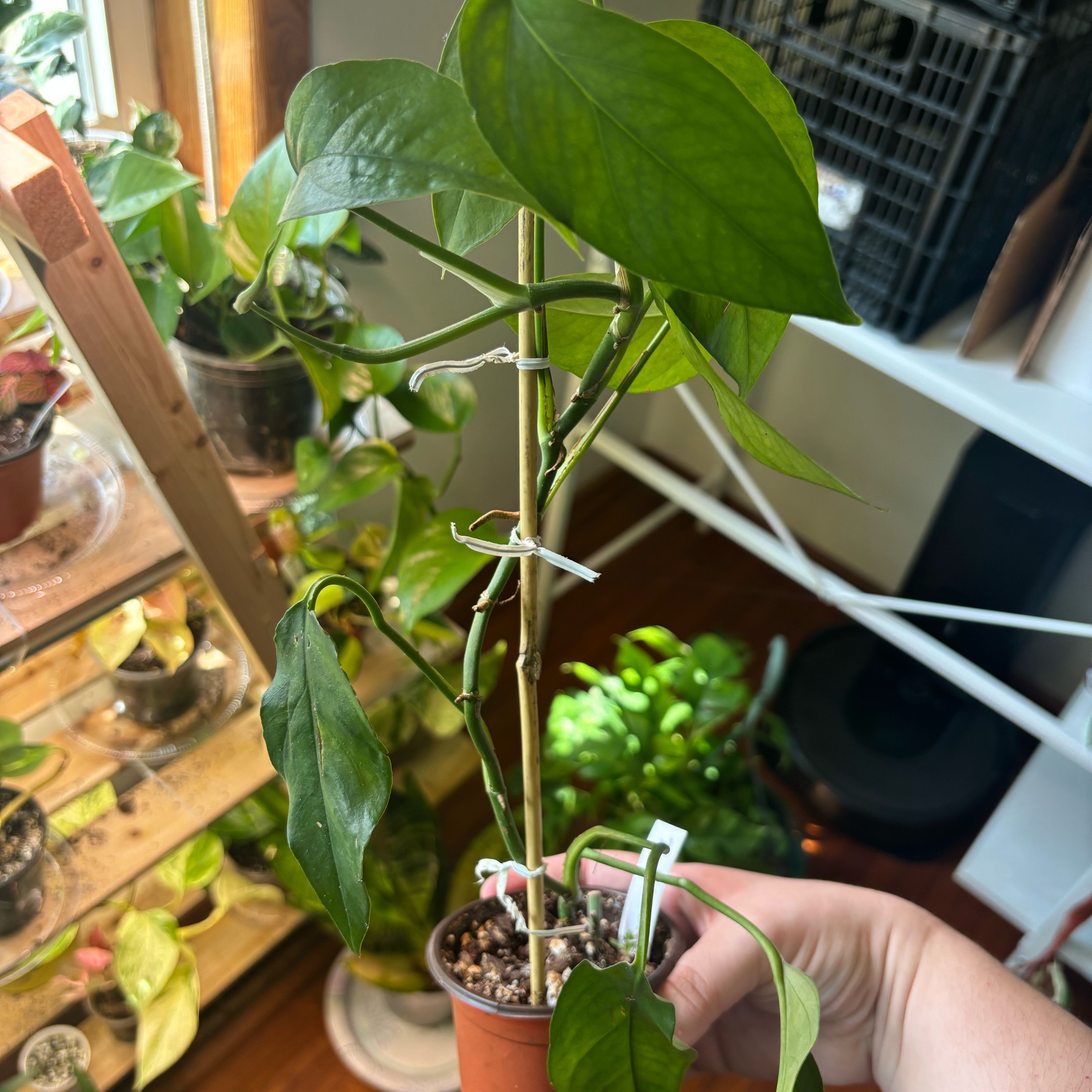 Photo of the plant species Baltic Blue Pothos by @Swimshadee named Winston on Greg, the plant care app