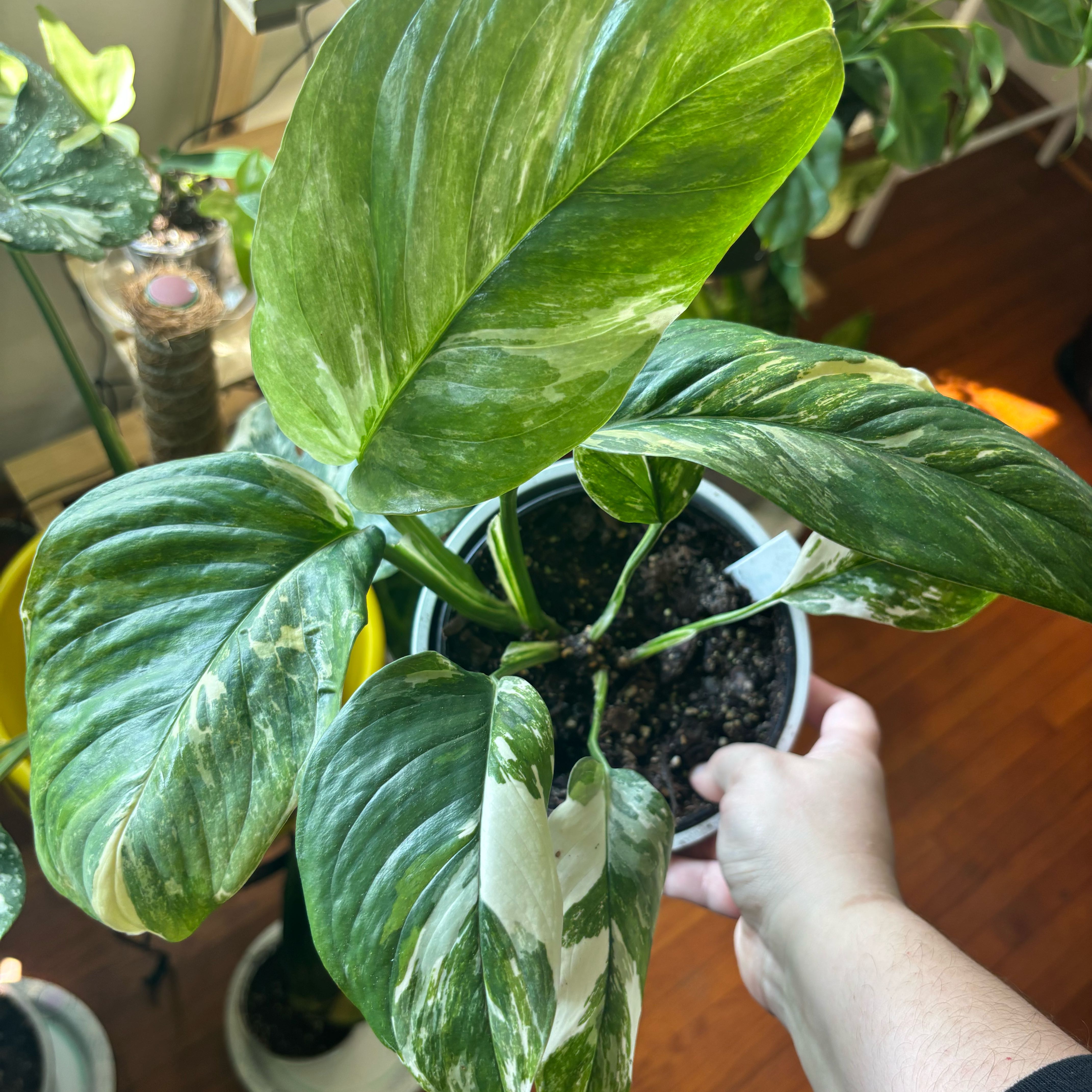 Photo of the plant species Monstera lechleriana by @Swimshadee named Sproutacus on Greg, the plant care app
