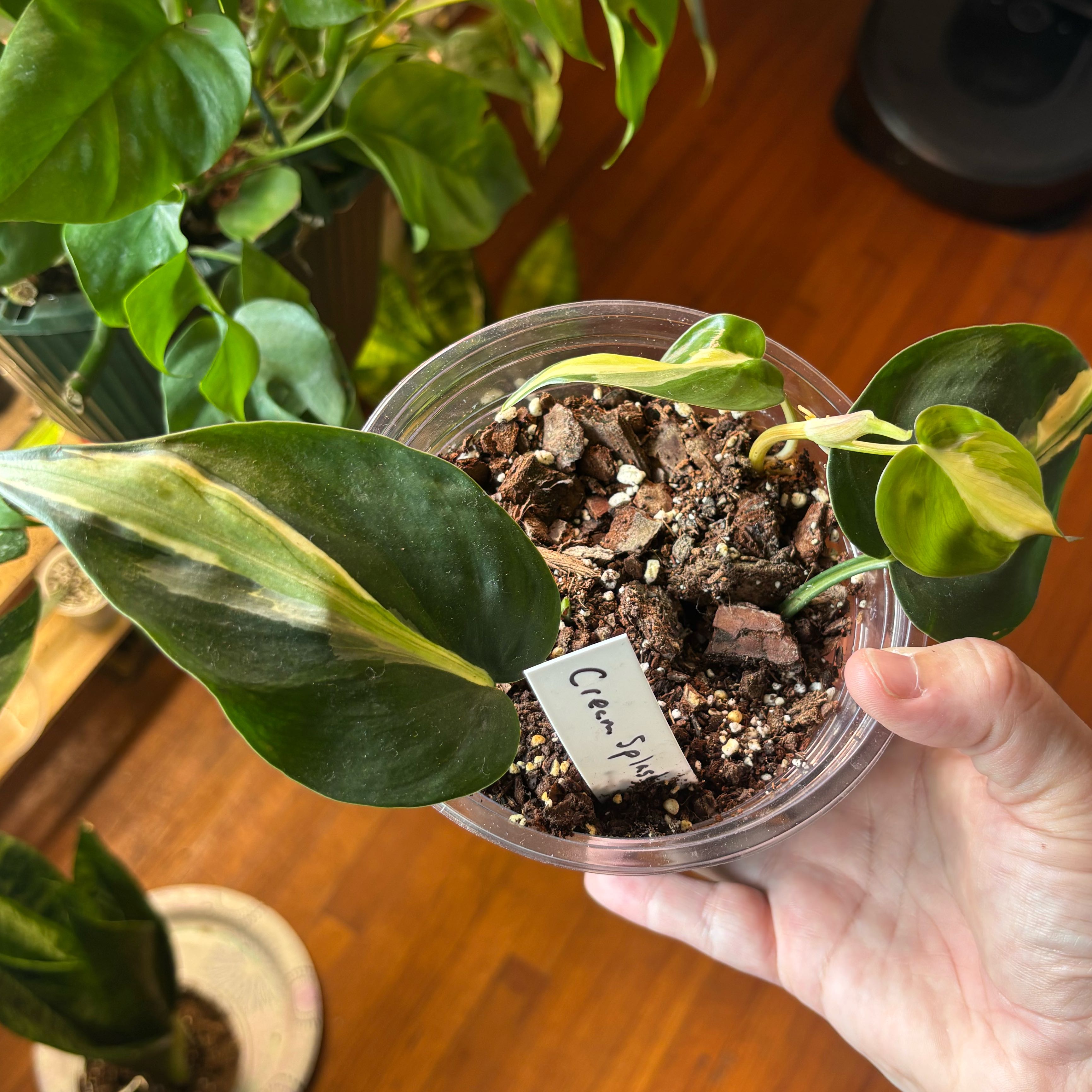 Photo of the plant species Philodendron 'Cream Splash' by @Swimshadee named Kendall on Greg, the plant care app