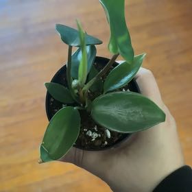 Photo of the plant species Florida Green Philodendron by @Swimshadee named Fernie Saunders on Greg, the plant care app