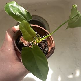 Photo of the plant species Paraiso Verde Philodendron by @Swimshadee named Surya on Greg, the plant care app