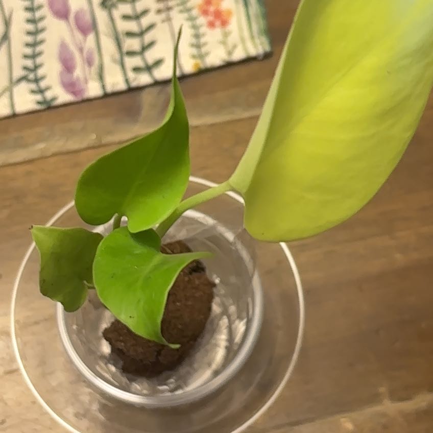 Photo of the plant species Lemon Lime Monstera by @Swimshadee named Zion on Greg, the plant care app