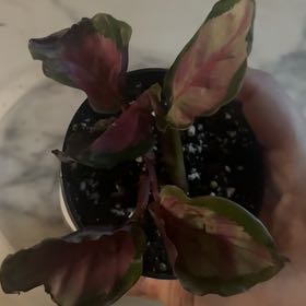 Photo of the plant species crimson rose calathea by @Swimshadee named Forrest on Greg, the plant care app