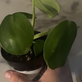Photo of the plant species Philodendron grazielae by @Swimshadee named Xena on Greg, the plant care app