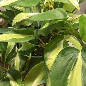 Photo of the plant species Silver Stripe Philodendron by @Swimshadee named Tree Diddy on Greg, the plant care app