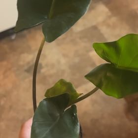 Photo of the plant species Aroid by @Swimshadee named Drake on Greg, the plant care app