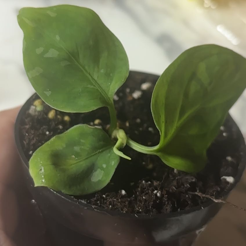 Photo of the plant species Aglaonema 'Tricolor' by @Swimshadee named Athena on Greg, the plant care app