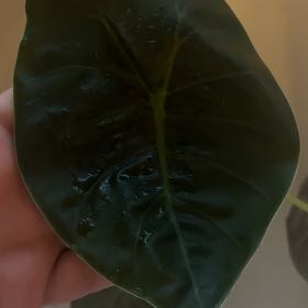 Photo of the plant species Alocasia Golden Bone by @Swimshadee named Leonardo on Greg, the plant care app