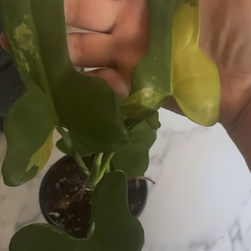 Photo of the plant species Philodendron Bipennifolium by @Swimshadee named Fernie Mercury on Greg, the plant care app