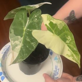 Photo of the plant species Frydek Albo by @Swimshadee named Luna on Greg, the plant care app