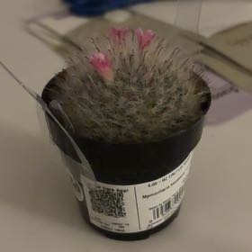 Photo of the plant species Powder Puff Cactus by @StatelyOnion26 named Sage on Greg, the plant care app